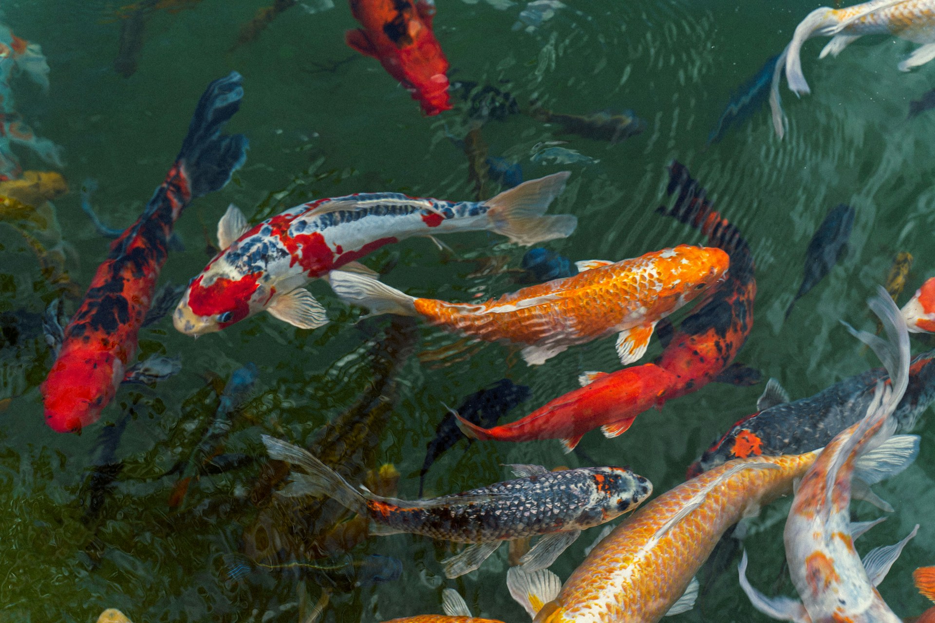 Vibrant aquarium fish