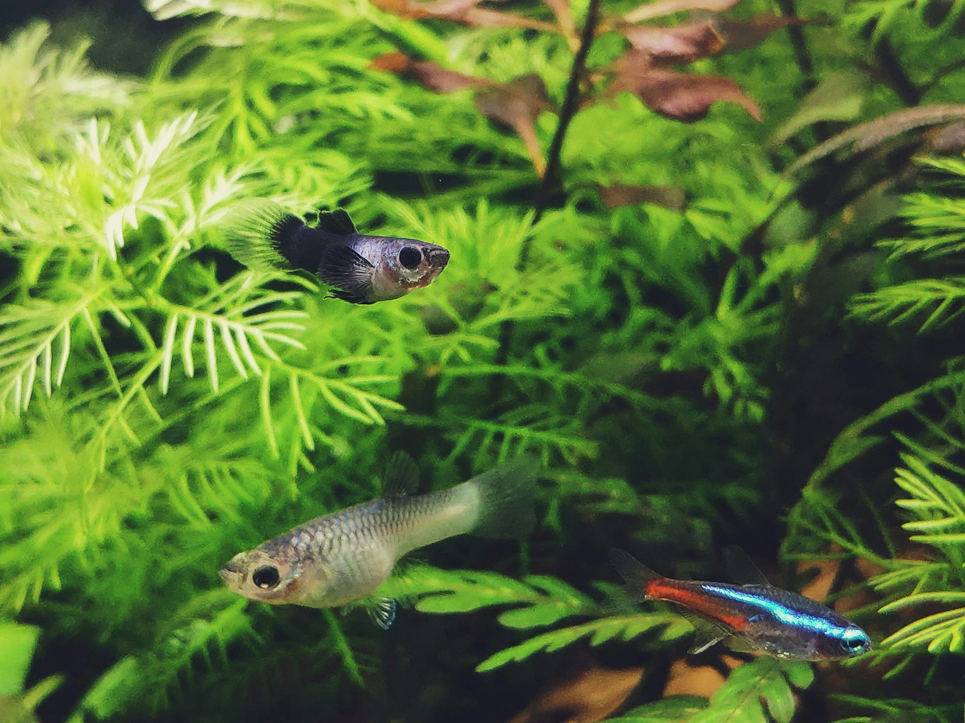 Colorful tropical fish in aquarium