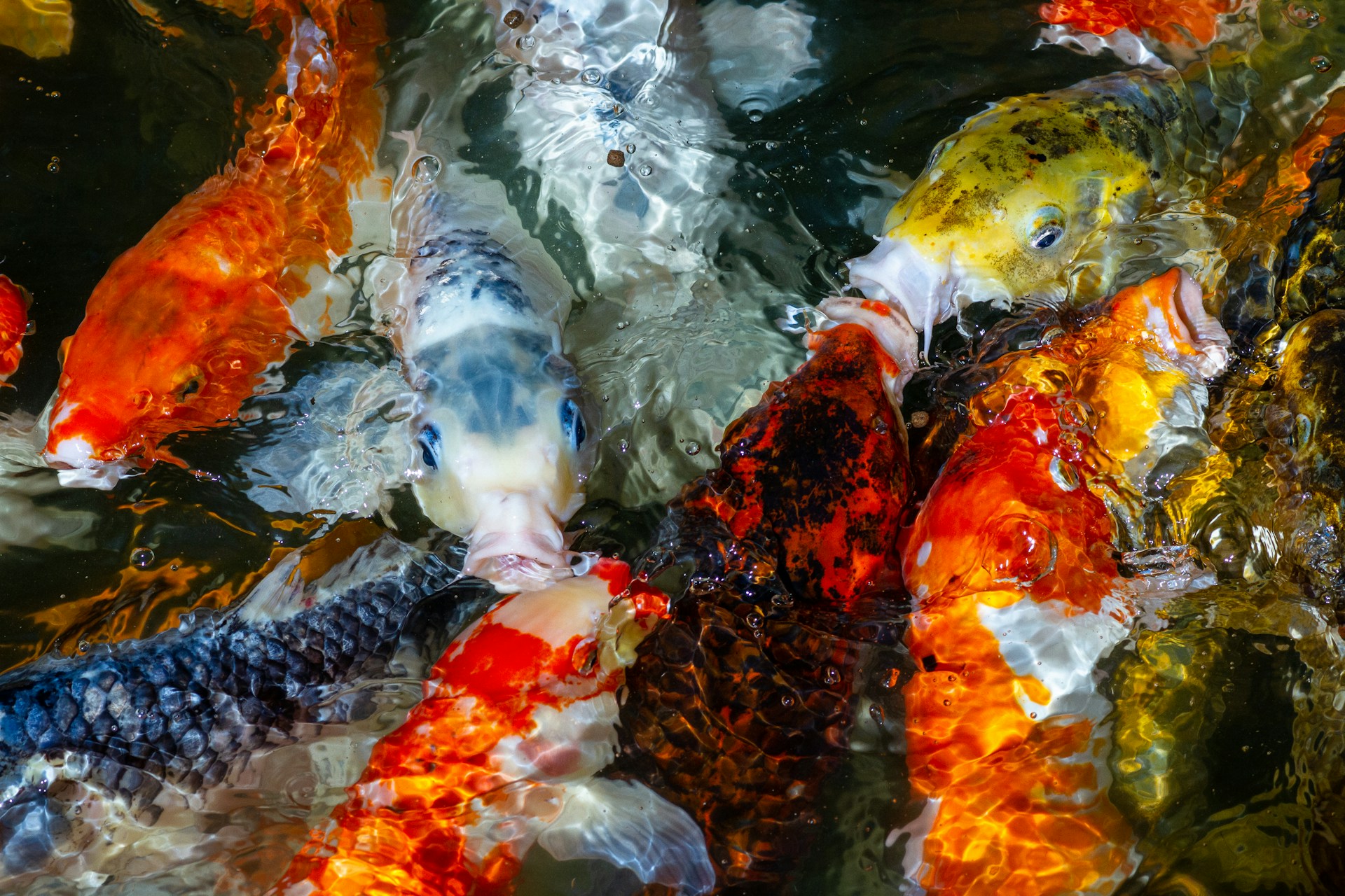 Exotic fish in aquarium