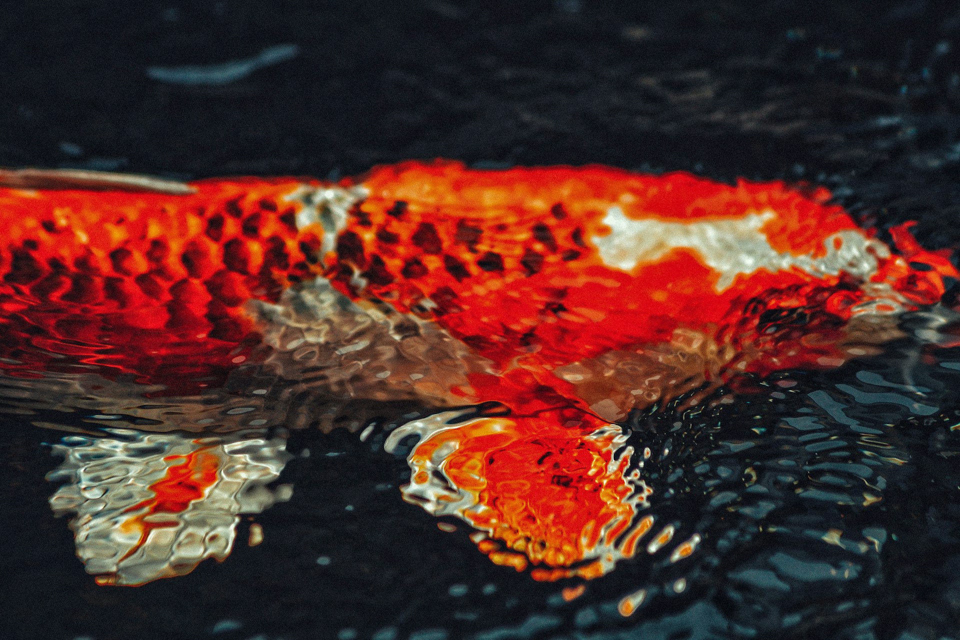 Beautiful koi fish swimming